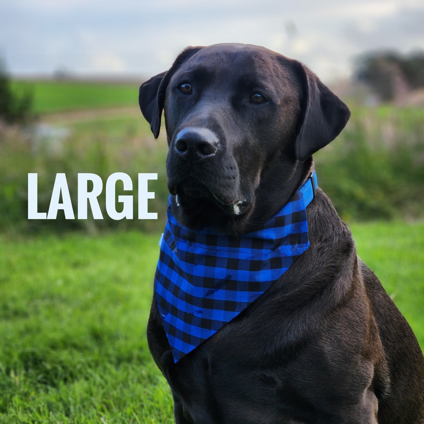Large Pet Bandanas