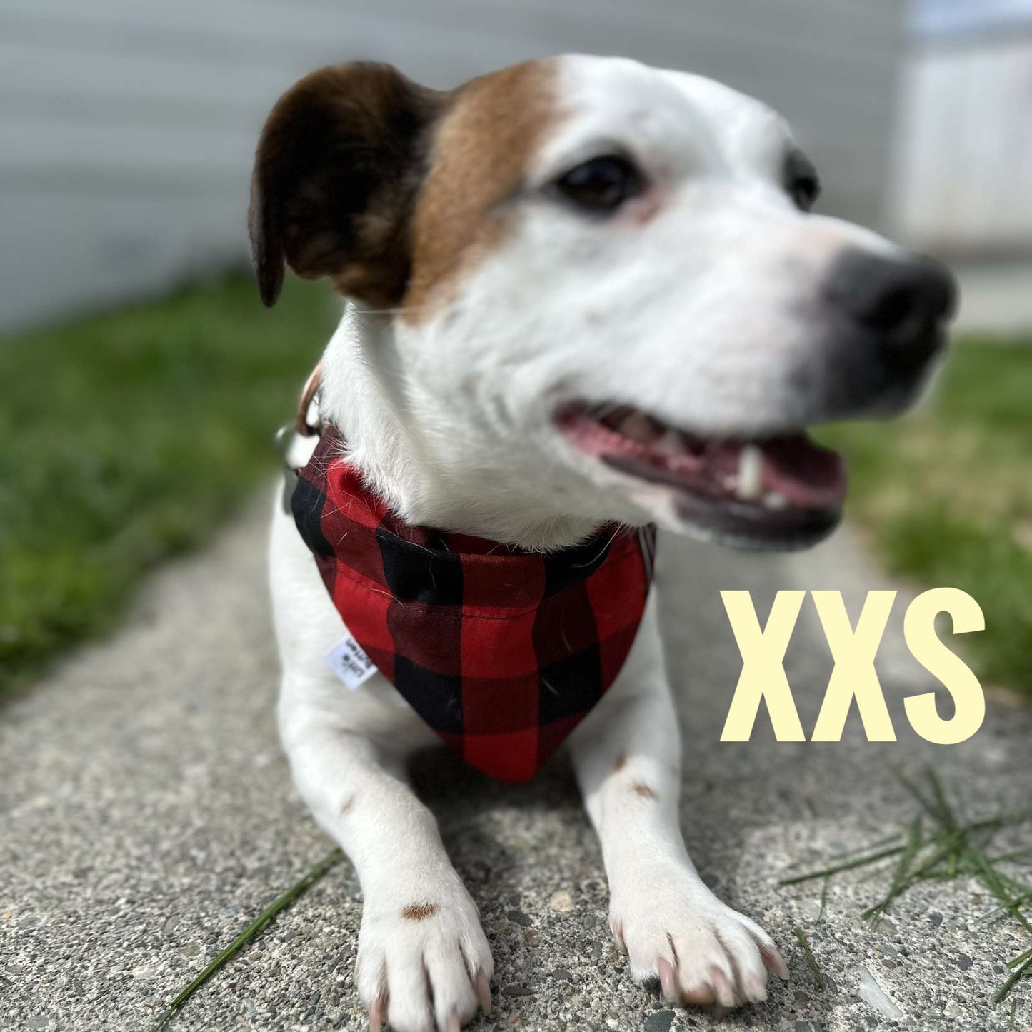 XXSmall Pet Bandanas