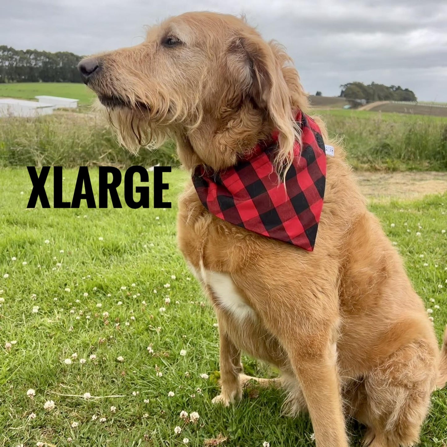 XL Pet Bandanas