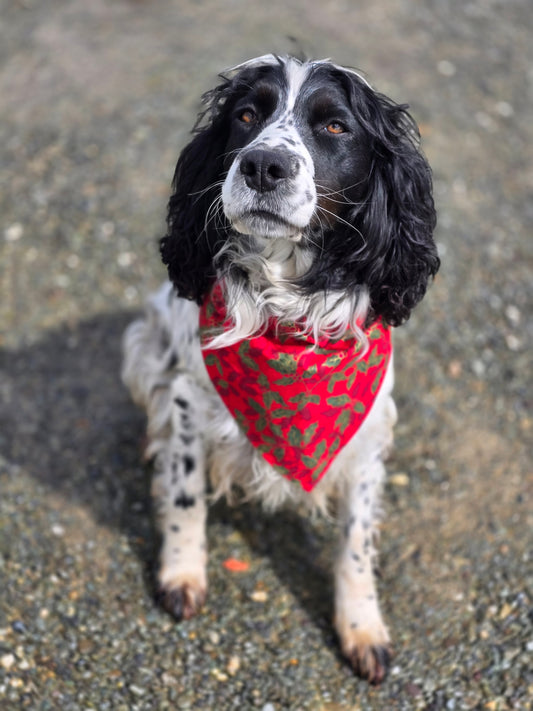 Medium Pet Bandanas