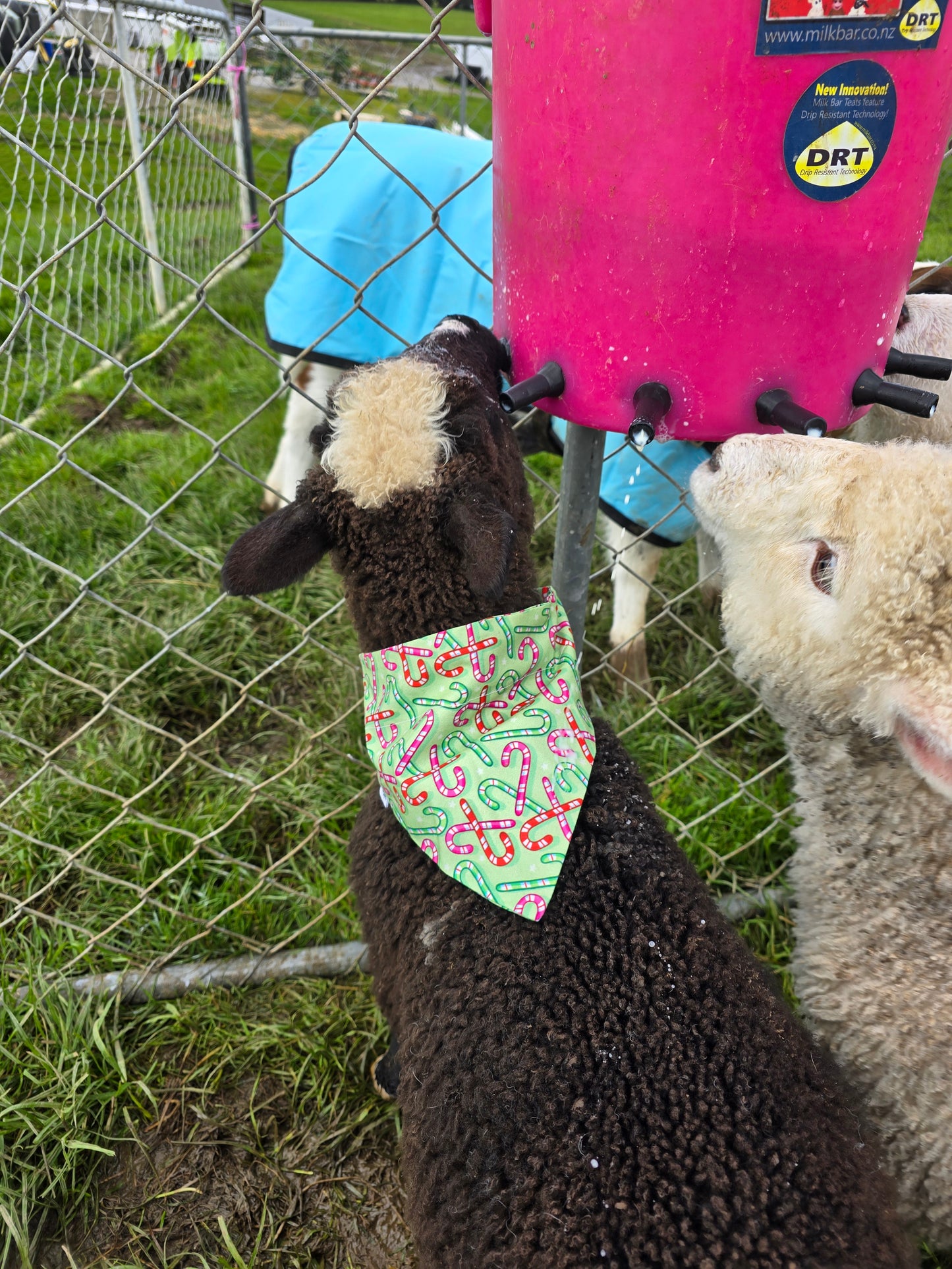 Small Pet Bandanas