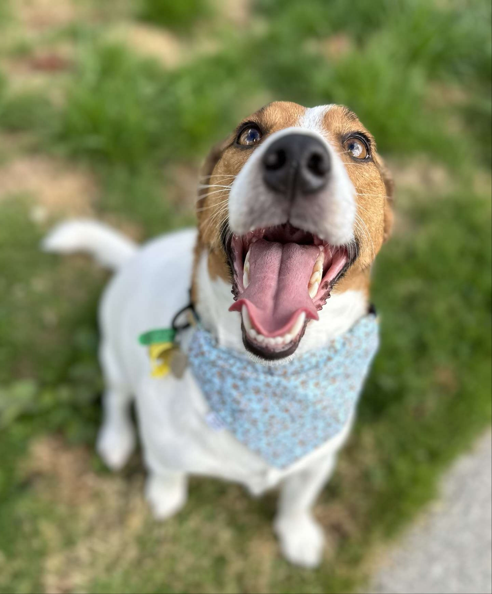 XSmall Pet Bandanas