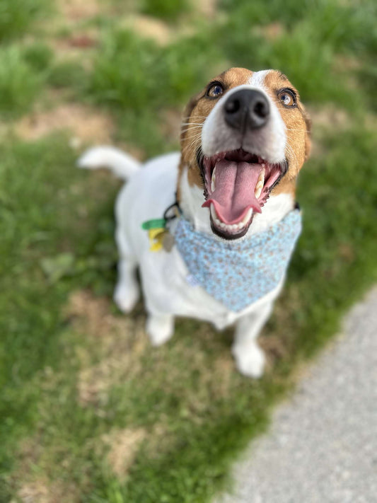 XSmall Pet Bandanas