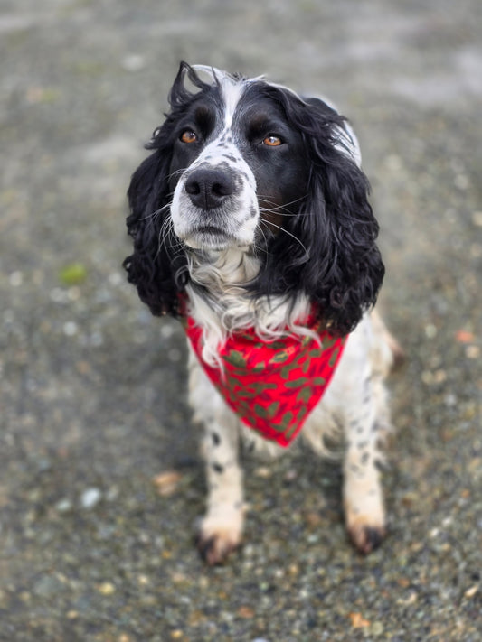 Pet Bandanas *Christmas*